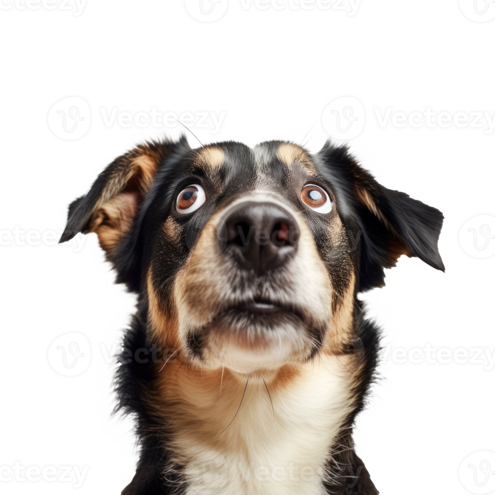 a dog is flying in the air with its mouth open on transparent background png