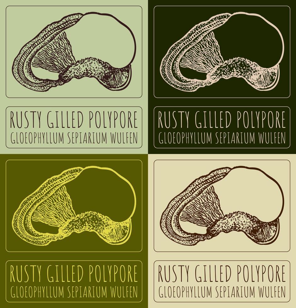 Set of drawing RUSTY GILLED POLYPORE in various colors. Hand drawn illustration. The Latin name is GLOEOPHYLLUM SEPIARIUM WULFEN. vector
