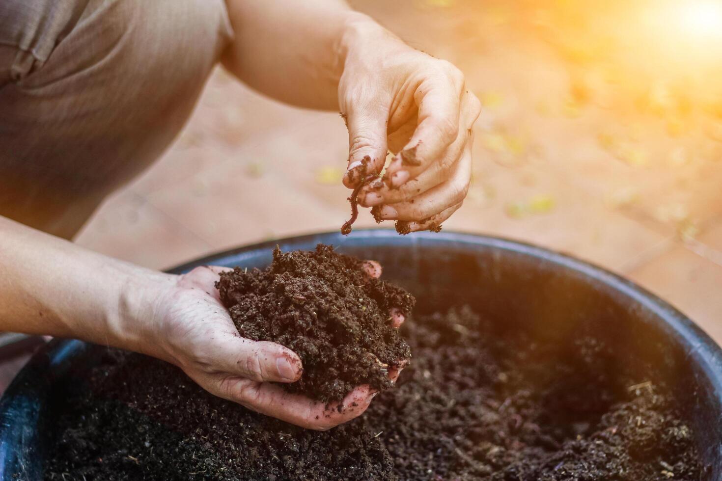 Farmers cultivate earthworms to increase the number of earthworms and make use of soil and earthworm feces to make bio-fertilizers, making agricultural products non-toxic. photo