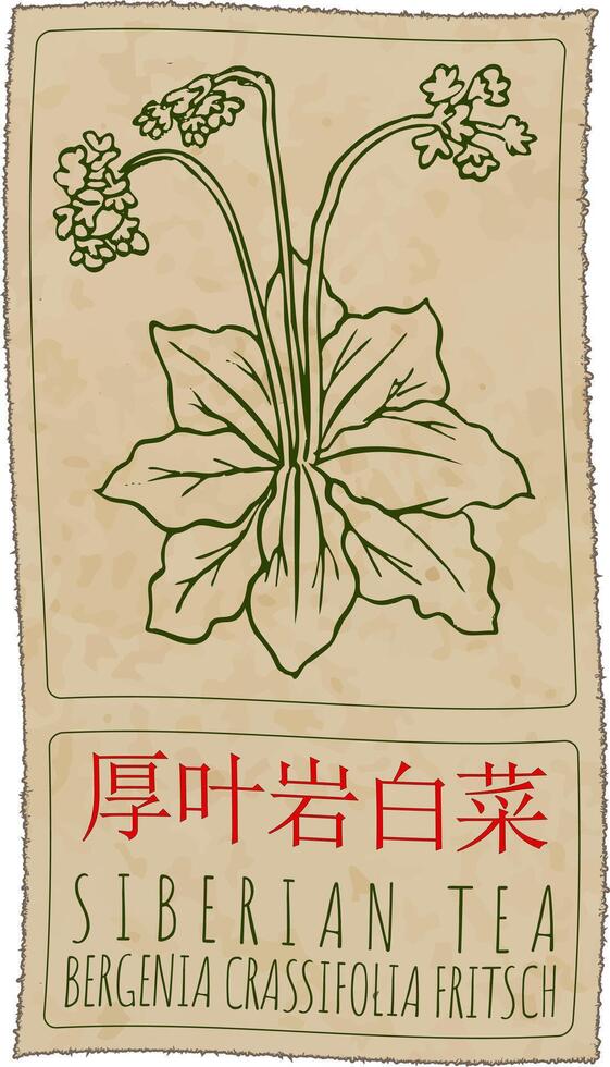 Drawing SIBERIAN TEA in Chinese. Hand drawn illustration. The Latin name is BERGENIA CRASSIFOLIA FRITSCH. vector