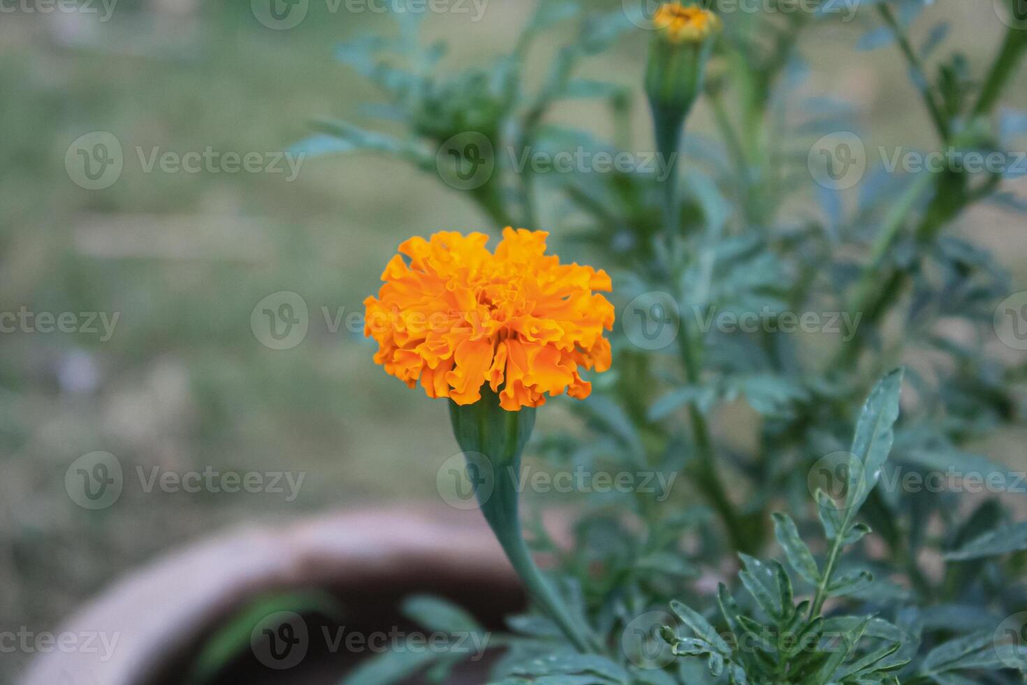 Merigold, calendula or tagetes erecta flower photo
