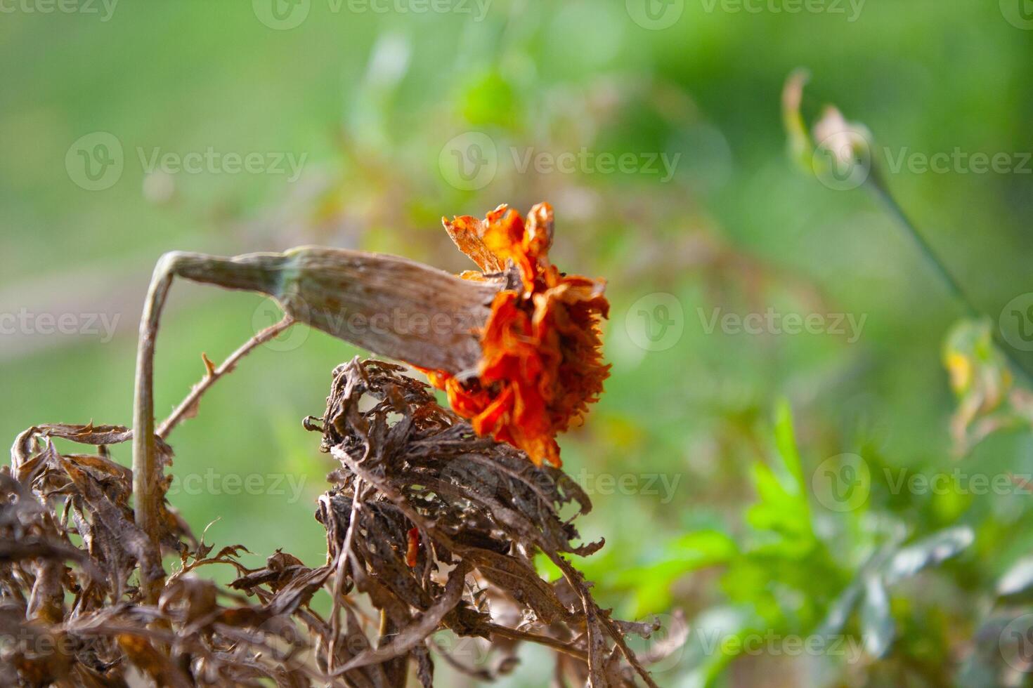 Merigold, calendula or tagetes erecta flower photo
