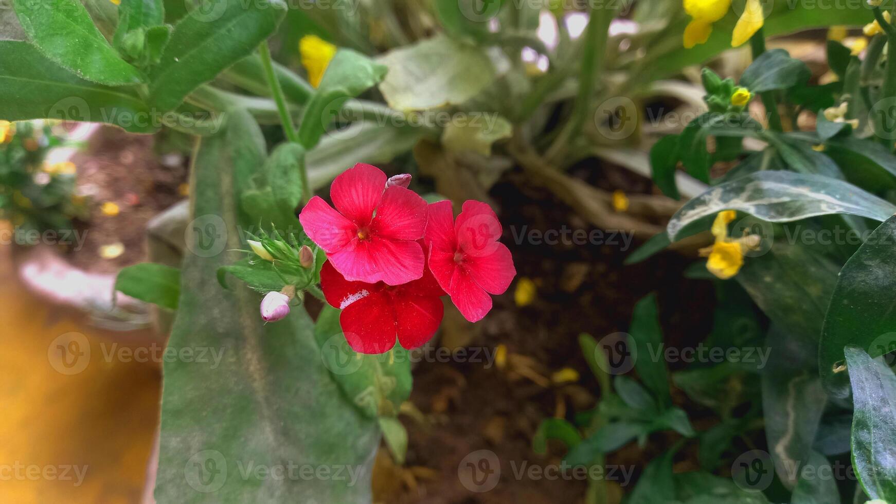 Pink Flowers of Phlox Drummondii, Drummond's Phlox or annual Phlox photo