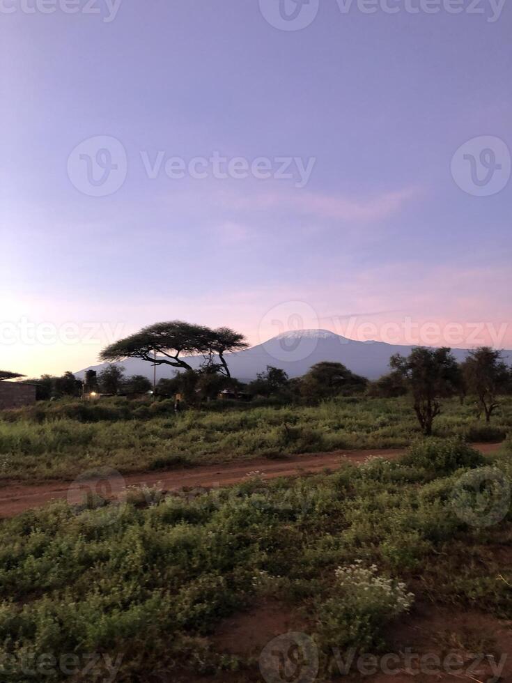 wild animals safari in Maasai Mara National Reserve photo
