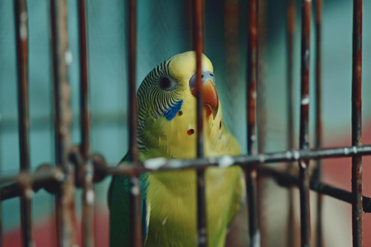 colorful parakeet peering out from its cage with nature background feathers fluffed up with inquisitiveness photo