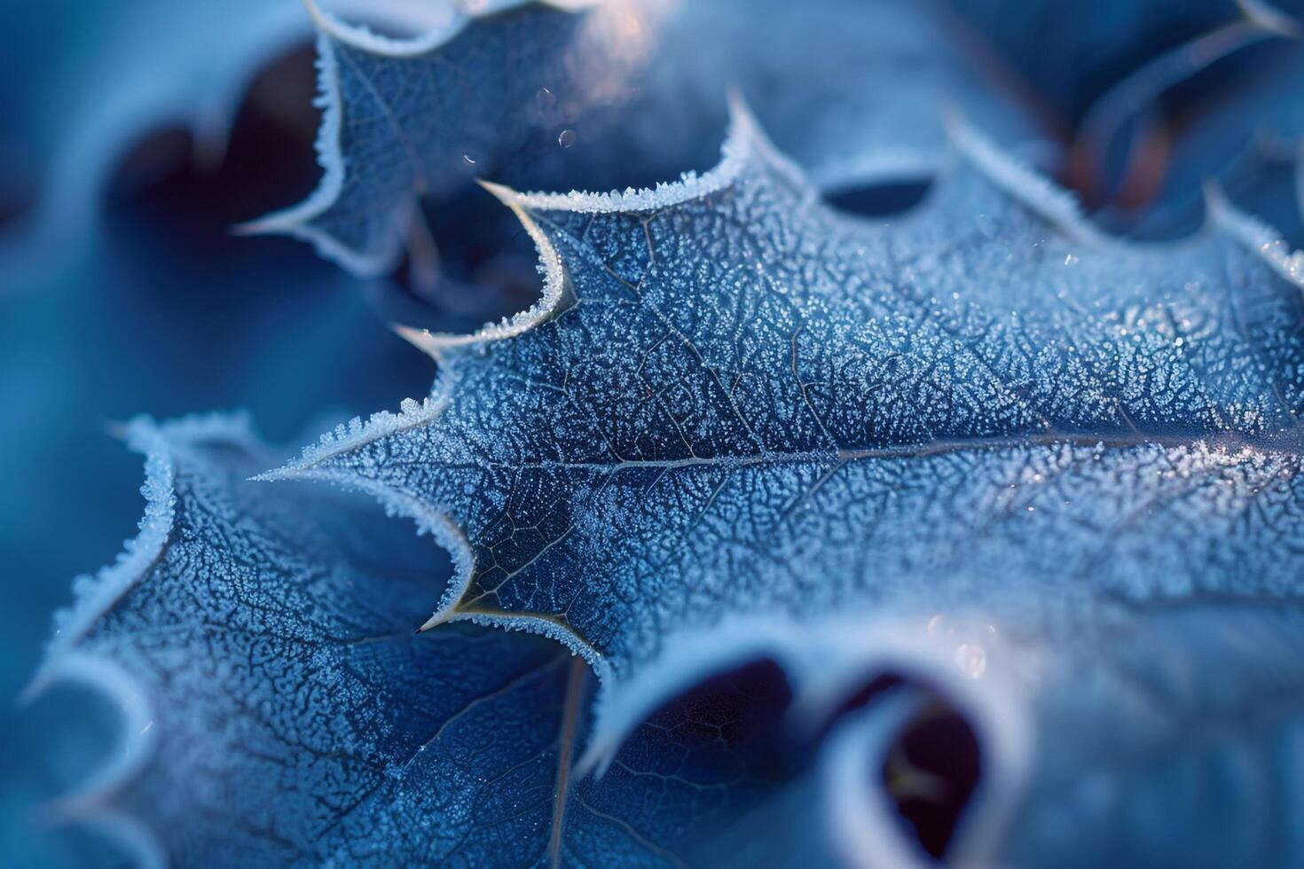 Nature of Intricate Patterns on FrostCovered Holly Leaf Background photo