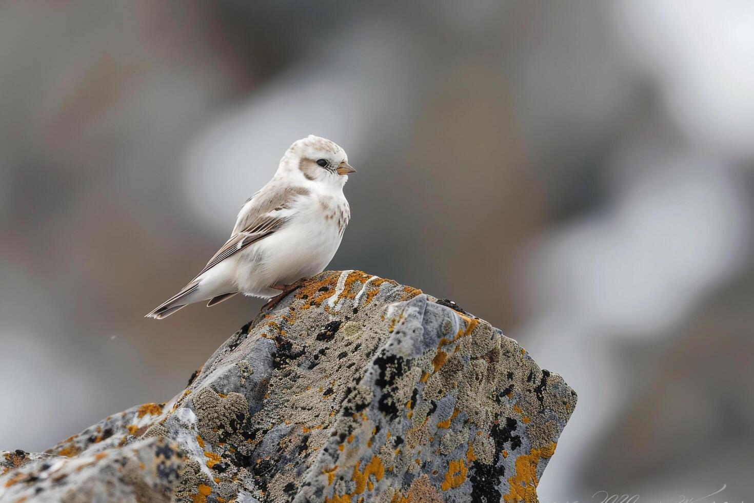 Snow Bunting on Lichen Covered Arctic Rock Background photo