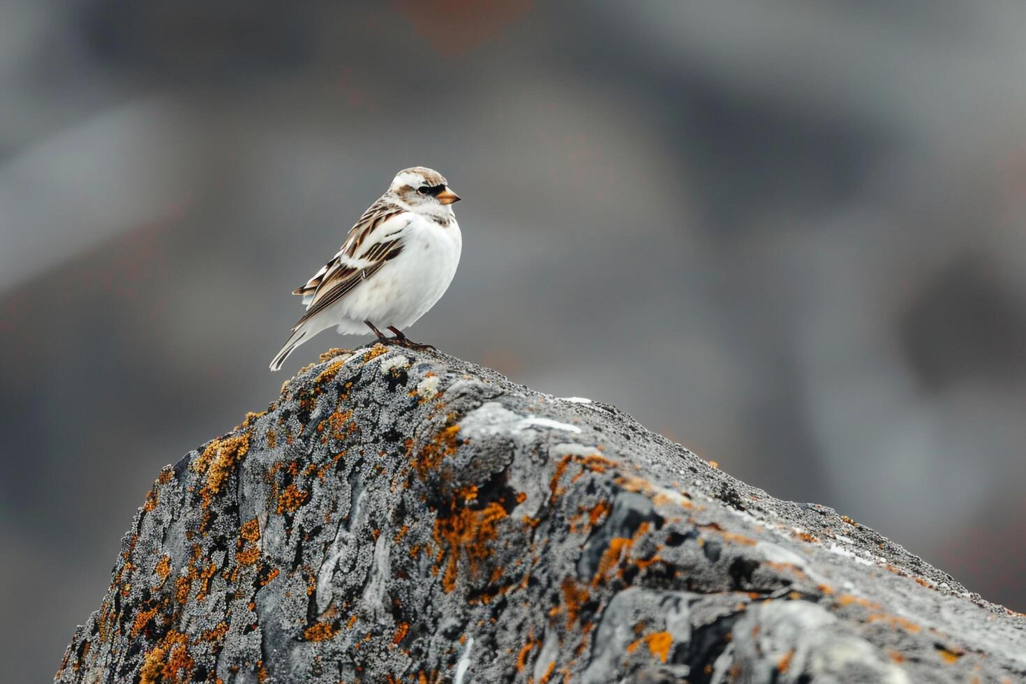 Snow Bunting on Lichen Covered Arctic Rock Background photo