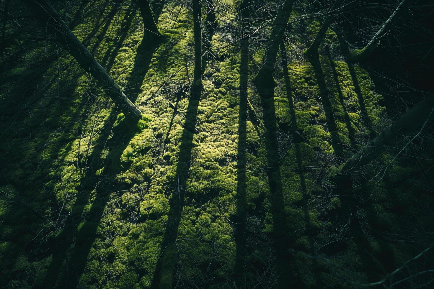 Sunlight creating shadows of intricate branches on mosscovered forest floor with nature background photo