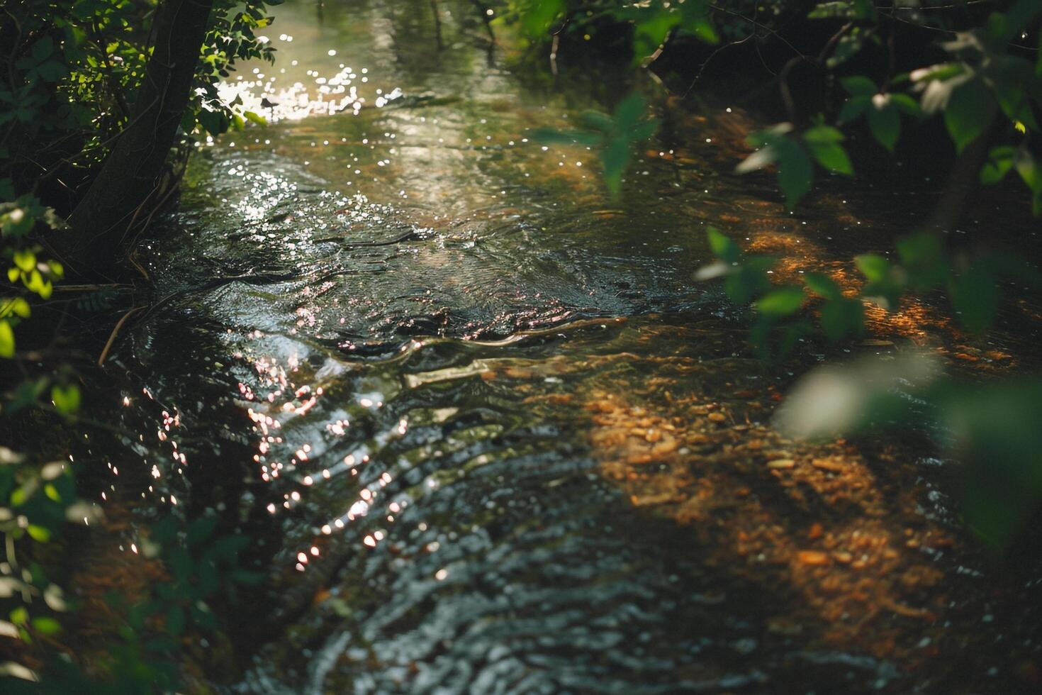 Patterns of Light and Shade on Forest Stream with Sunlight Filtering Through Overhanging Branches photo