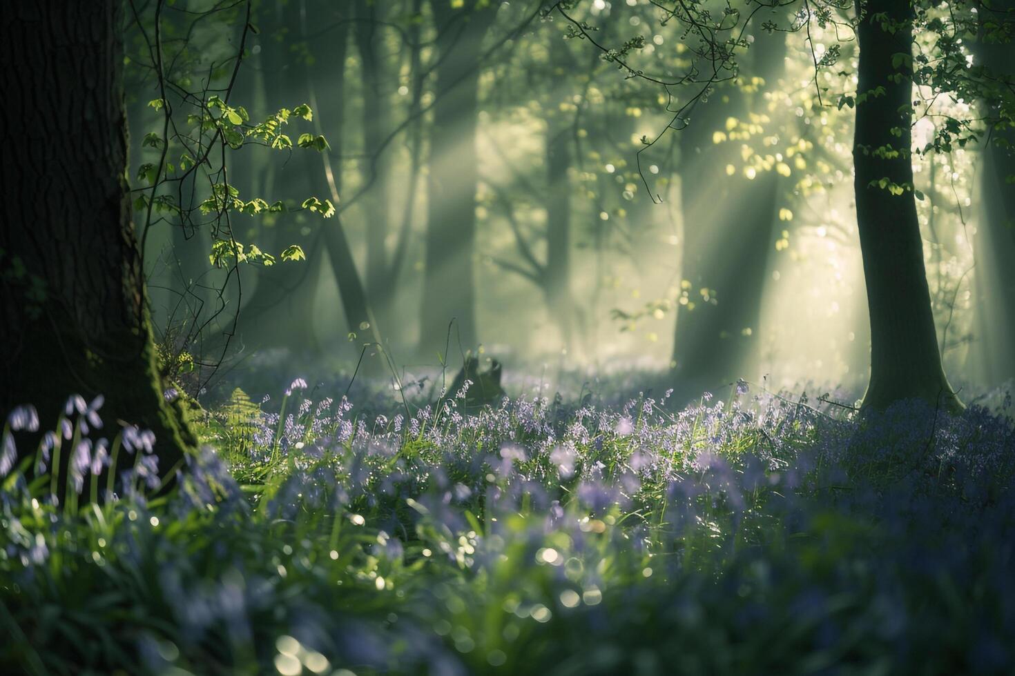 Landscape Nature Dynamic Patterns of Light Filtering Through Dense Forest Canopy Illuminating Carpet of Bluebells photo