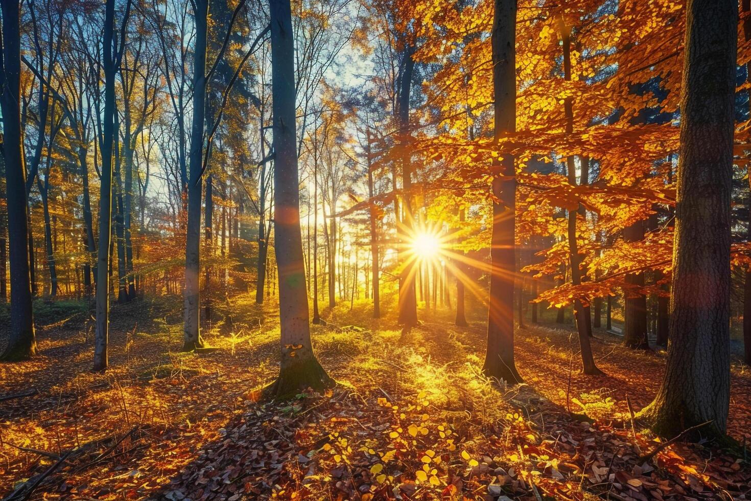 Majestic Sunlight on Autumn Forest with Colorful Foliage   nature background photo