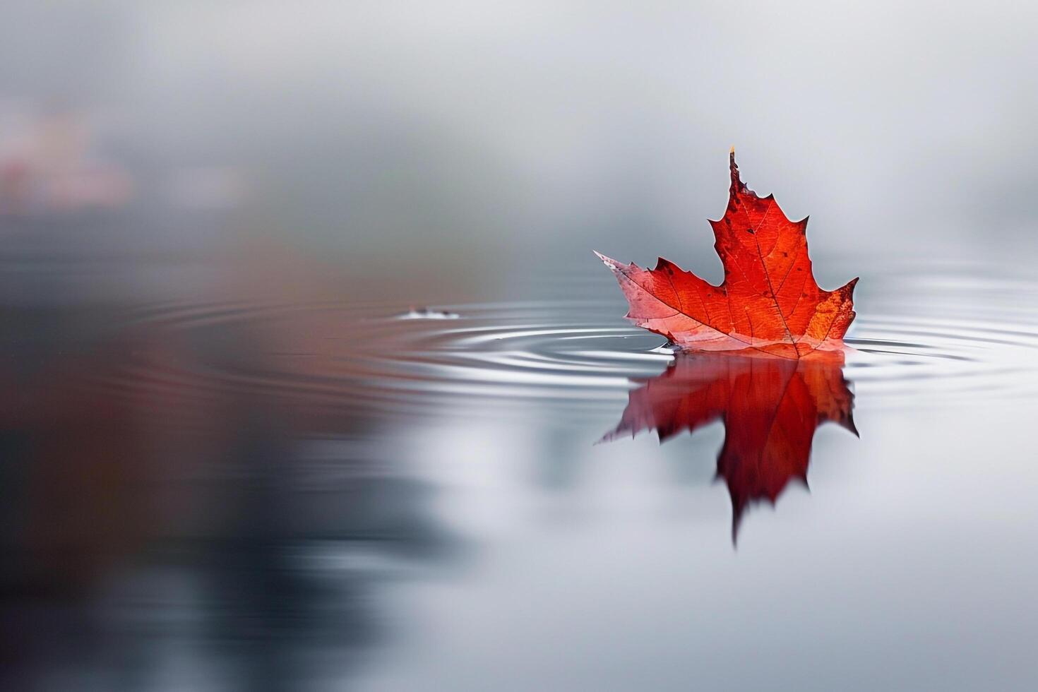 Single red maple leaf resting on reflective surface with ripples and autumn hues nature background photo