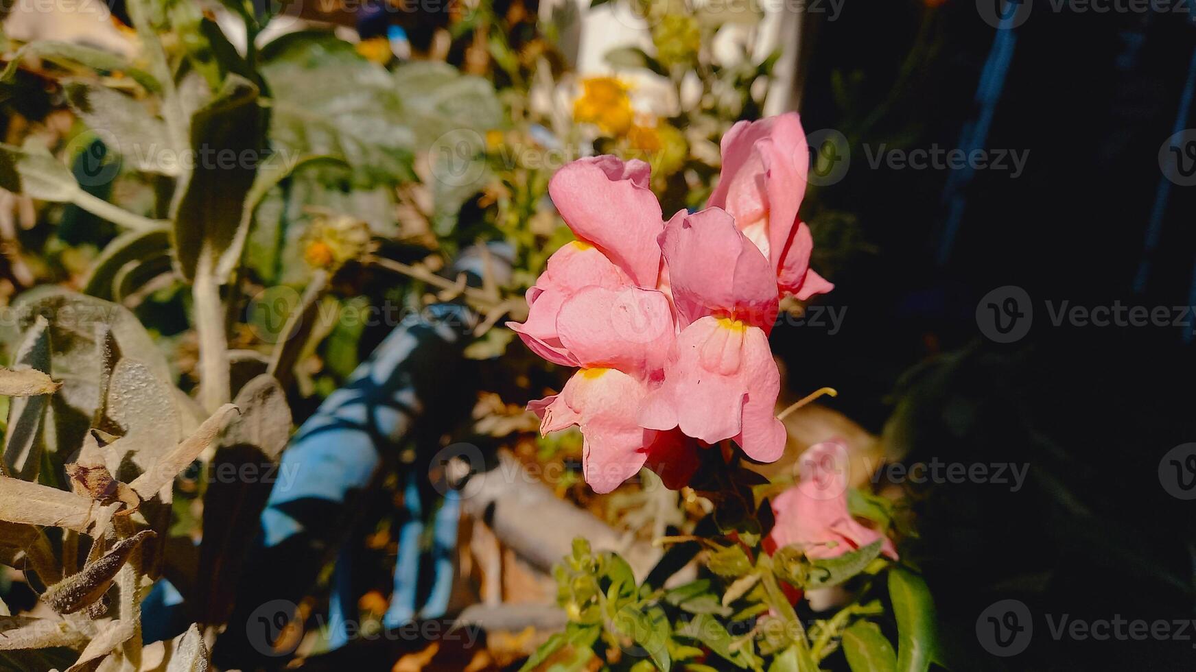 Antirrhinum majus, great snapdragon, lion's-mouth, rabbit's mouth, bonny rabbits, calf-snout, toad's mouth, bulldogs or lion's-snap photo