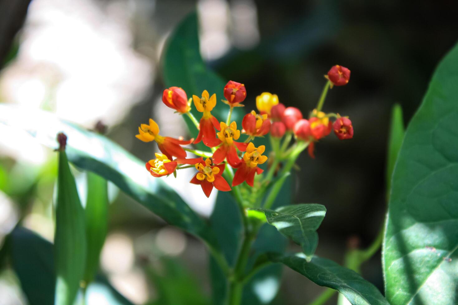 Asclepias curassavica, Tropical Milkweed, Bloodflower, Scarlet Milkweed, Mexican Butterfly Weed, and Silkweed. photo