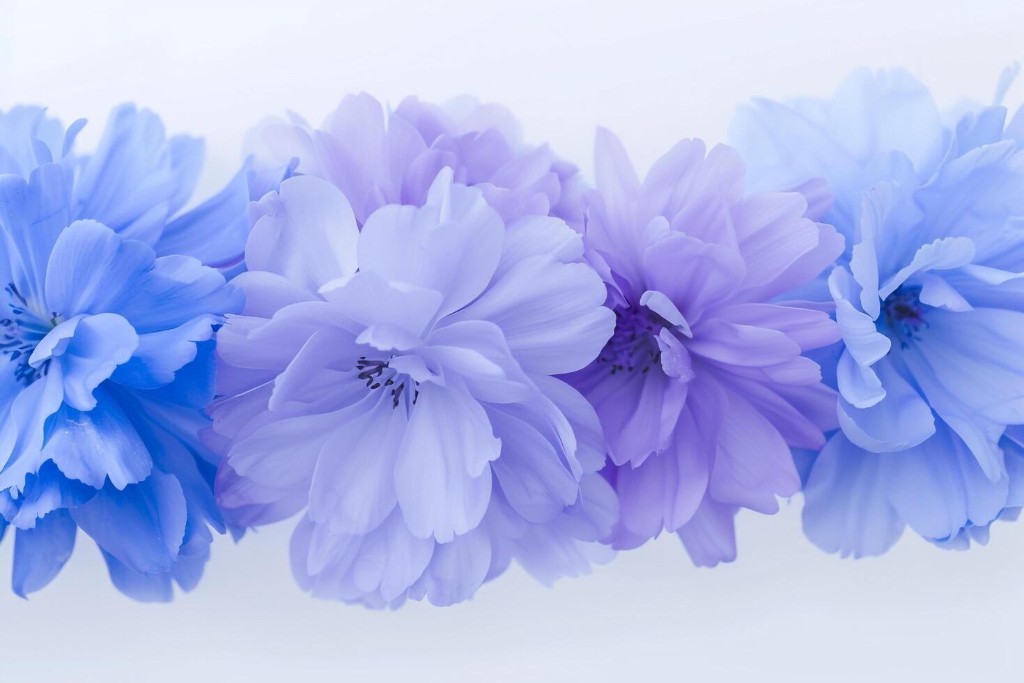 Beautiful Abstract Color Purple and Blue Flowers on White Background in Nature Background photo