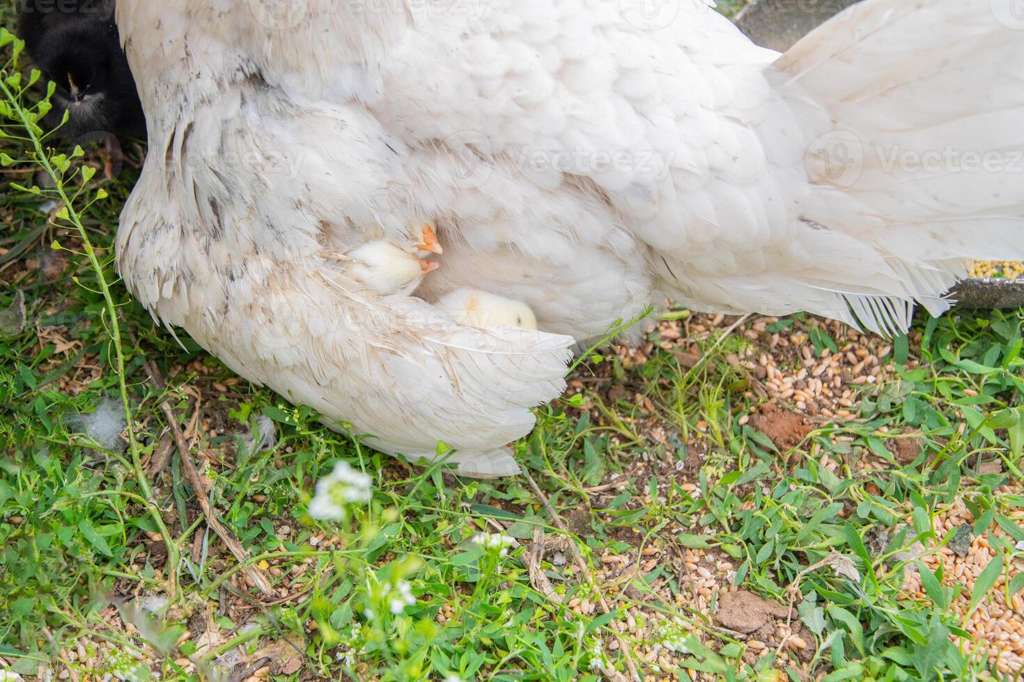 From under the mother hen's wing, two tiny yellow beaks of small newborn chicks can be seen seeking warmth and protection as they rest on the grass in the open coop, photo