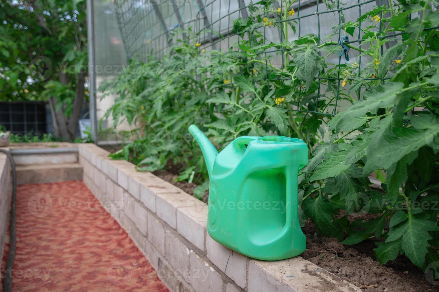 A green watering can installed on a brick curb in a greenhouse is used to water flowering tomato plants suspended on a mesh support photo
