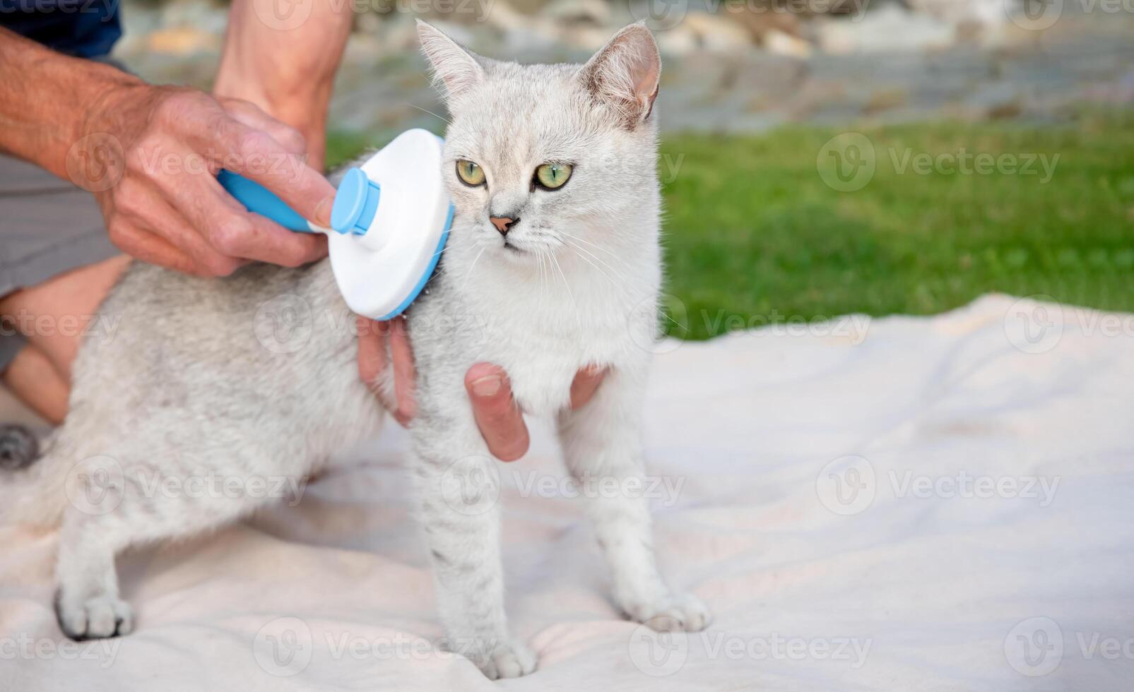 The owner carefully brushes a Scottish Straight Shorthair cat with a new slicker brush, keeping its coat healthy and preventing shedding, outdoor scene on a soft blanket, photo