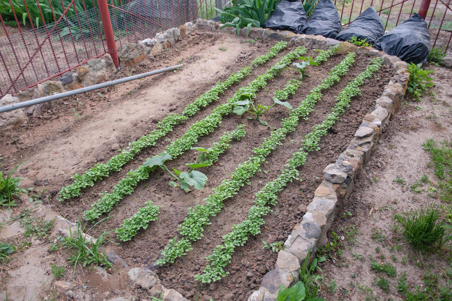 Neat rows of radish and zucchini seedlings grow between the rows of a raised bed framed by stones, demonstrating non-industrial gardening, photo