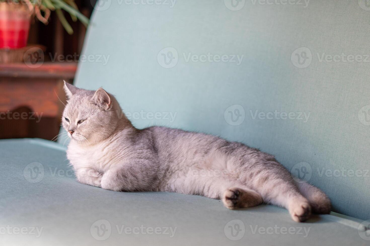 Scottish straight gray kitten sleeping peacefully on blue sofa in room with closed eyes and folded front paws, concept of comfort and warmth for pet, photo