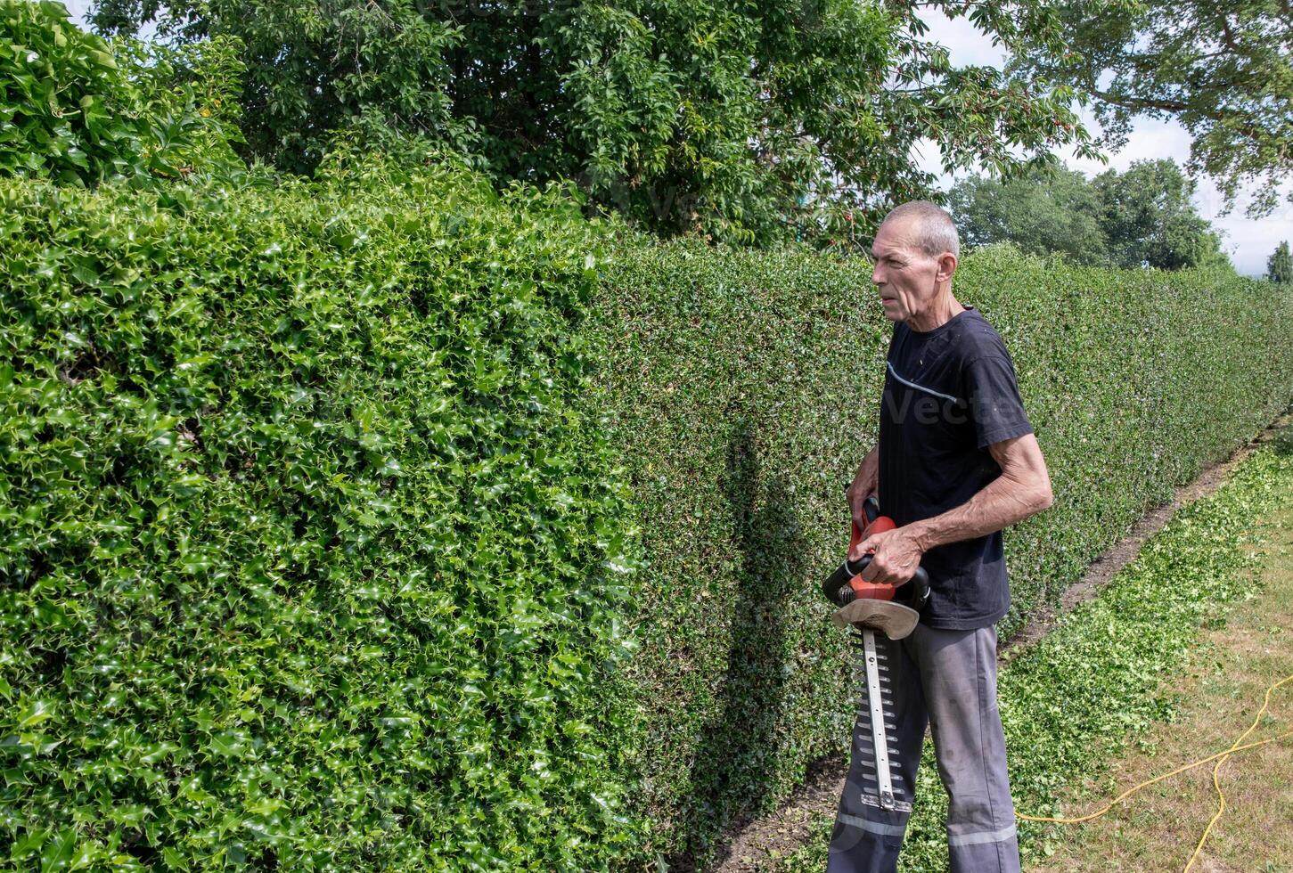 Gardener in work clothes trimming prickly fence, decorative thorny holly hedge with electric hedge trimmer in backyard garden, lifting heavy garden tool by hand, photo
