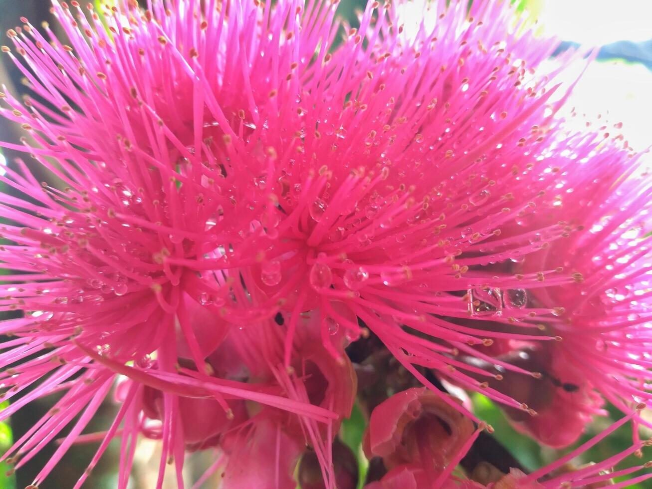 Malay apple flower. Malay apple or Syzygium malaccense is a kind of popular fruit tree originally from Indo-Malayan-Region or South East Asia. photo