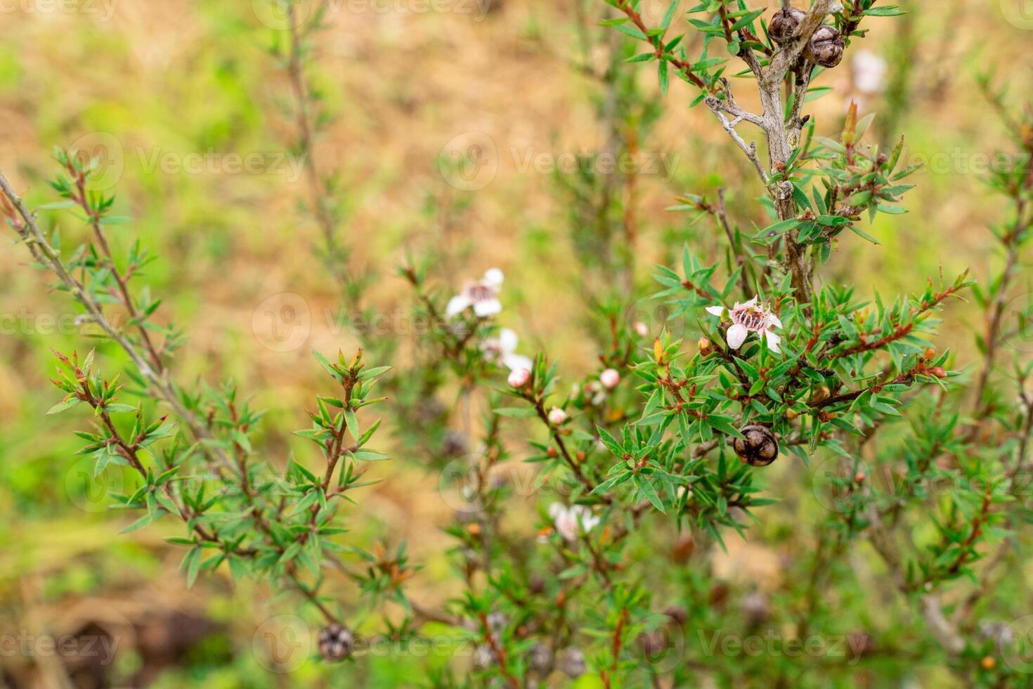 Leptospermum scoparium, commonly called manuka is a species of flowering plant in the myrtle family Myrtaceae, native to south-east Australia and New Zealand. photo
