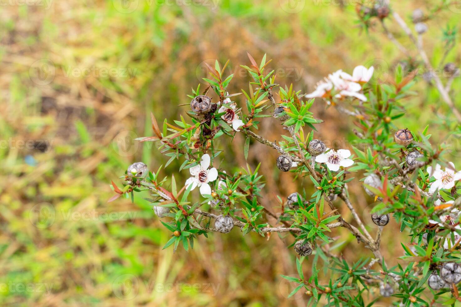 Leptospermum scoparium, commonly called manuka is a species of flowering plant in the myrtle family Myrtaceae, native to south-east Australia and New Zealand. photo