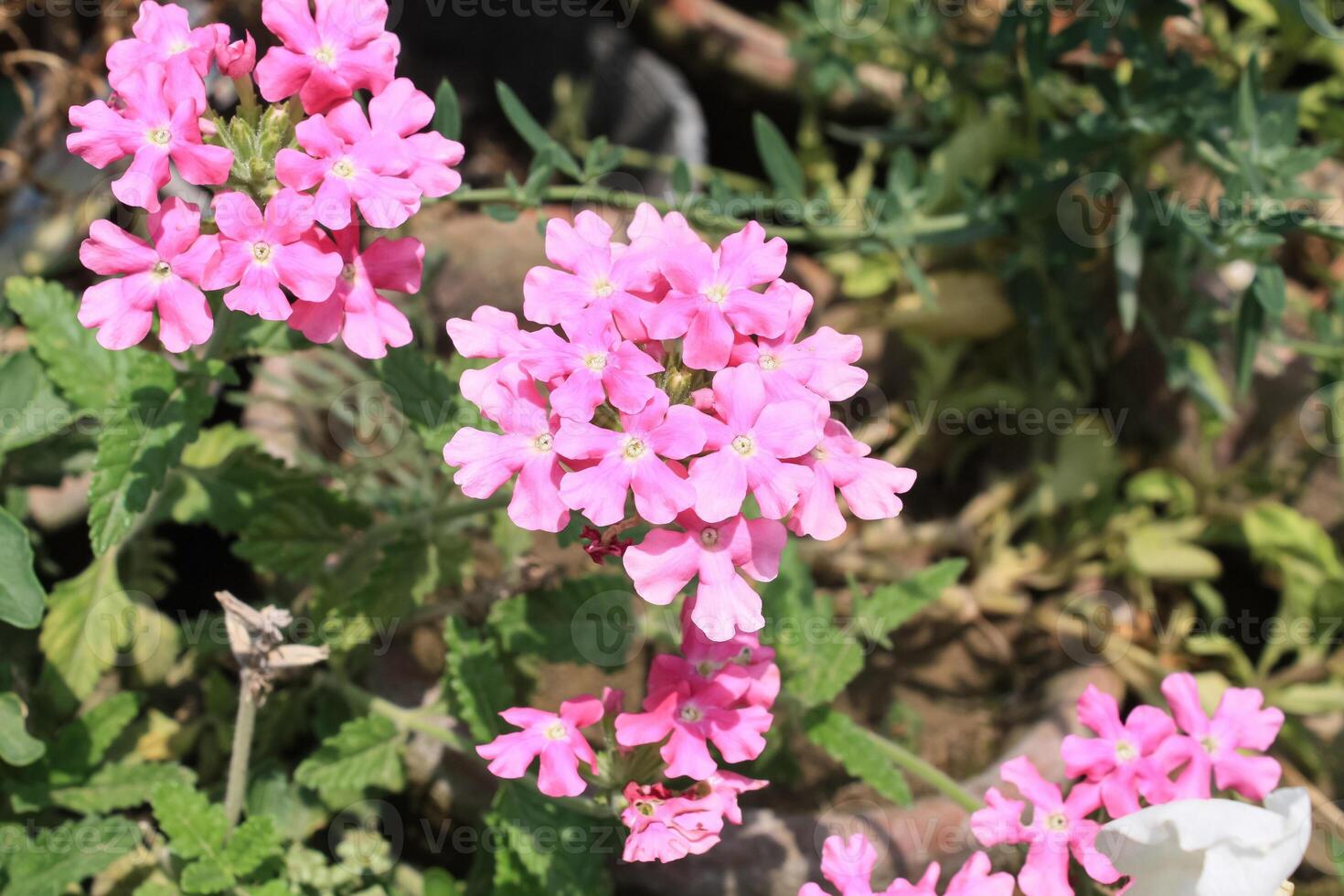 Verbena, Glandularia, Dakota Mock Vervain, Moradilla or Alfombrilla, photo