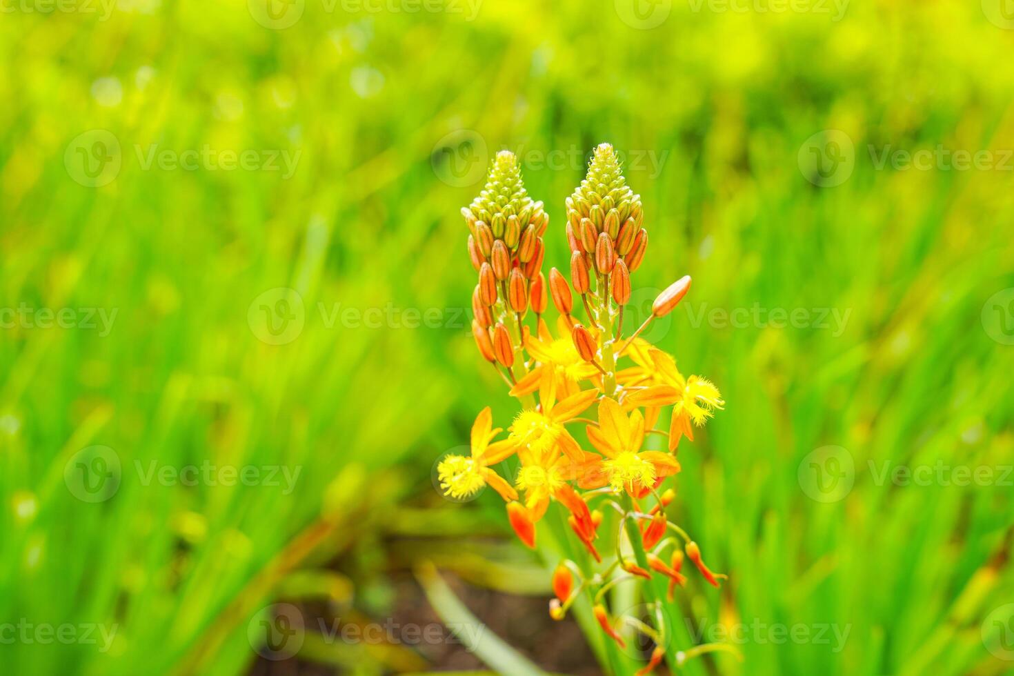 Bulbine frutescens is a species of flowering plant in the genus Bulbine, native to Southern Africa. photo