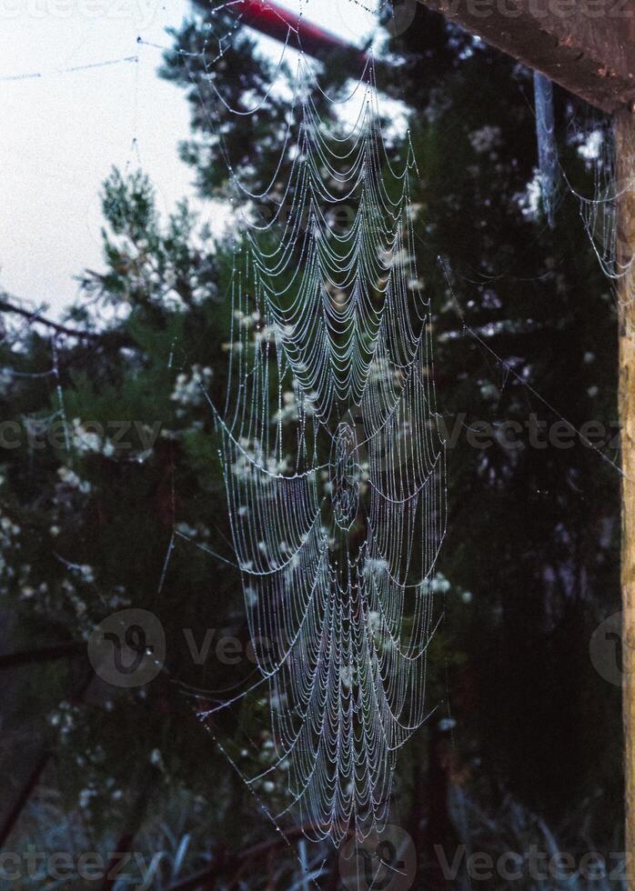 Araneus angulatus, web of a cross spider wet in dew photo