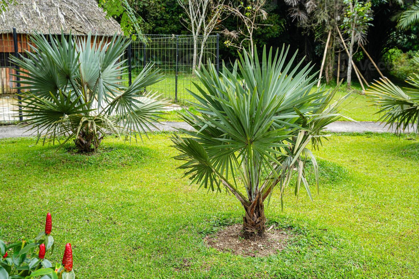 Brahea armata, commonly known as Mexican blue palm or blue hesper palm, is a large evergreen tree of the palm family Arecaceae. photo
