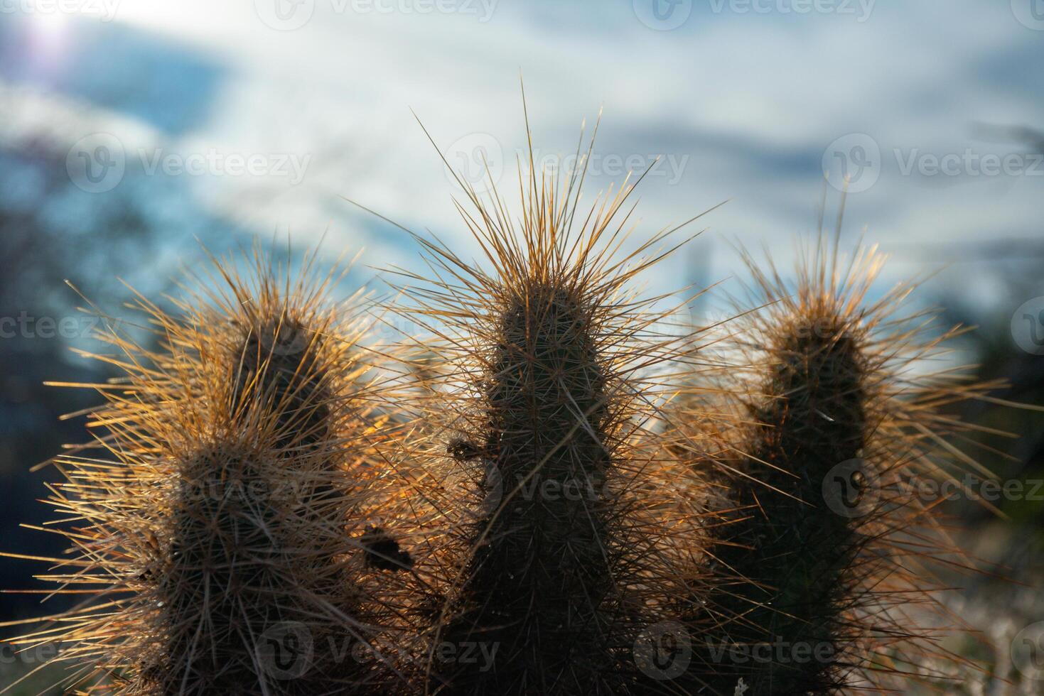 Nichol's hedgehog cactus, golden hedgehog cactus Echinocereus nicholii, Desert landscape with cacti photo