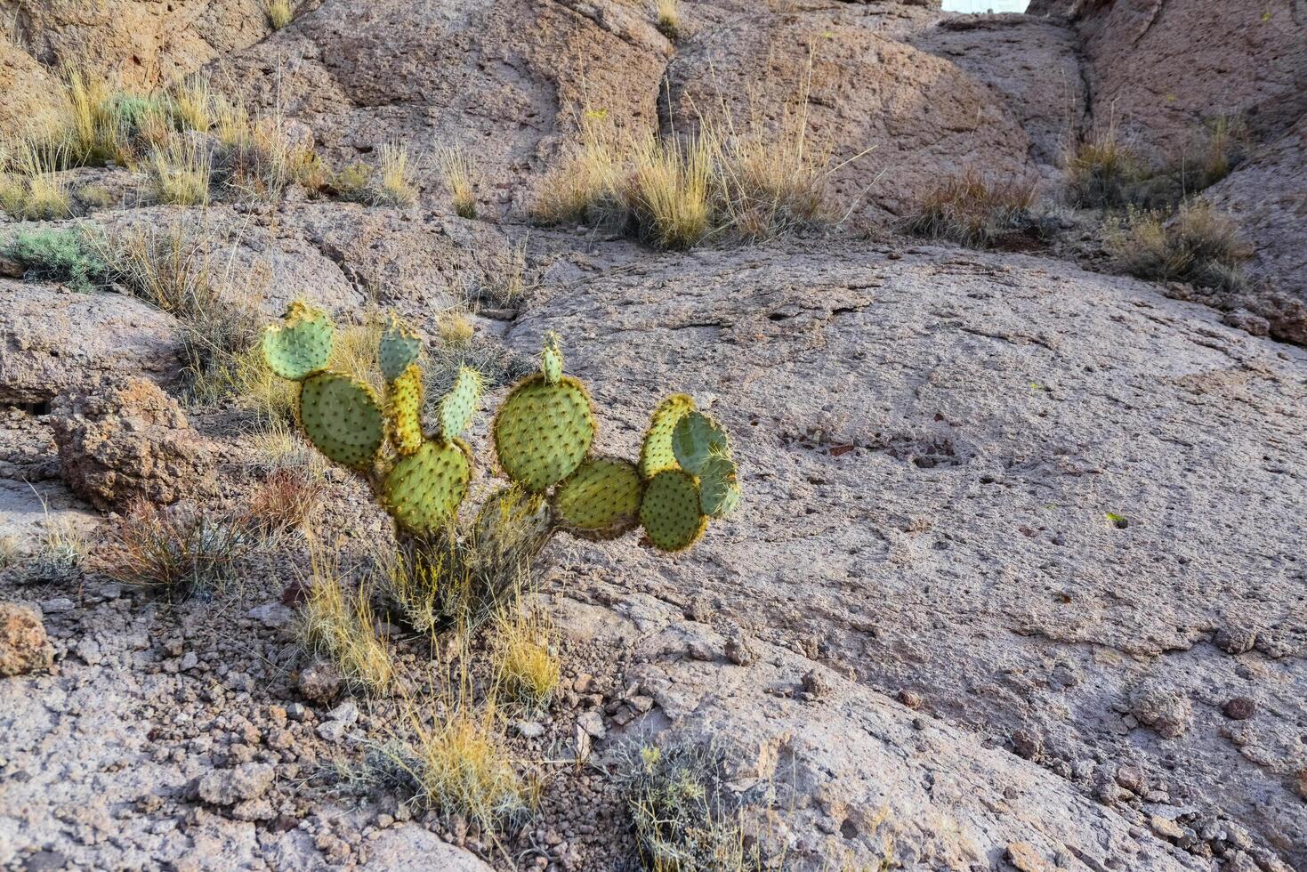 Arizona Cacti, Engelmann prickly pear, cactus apple Opuntia engelmannii, cacti in the winter in the mountains photo