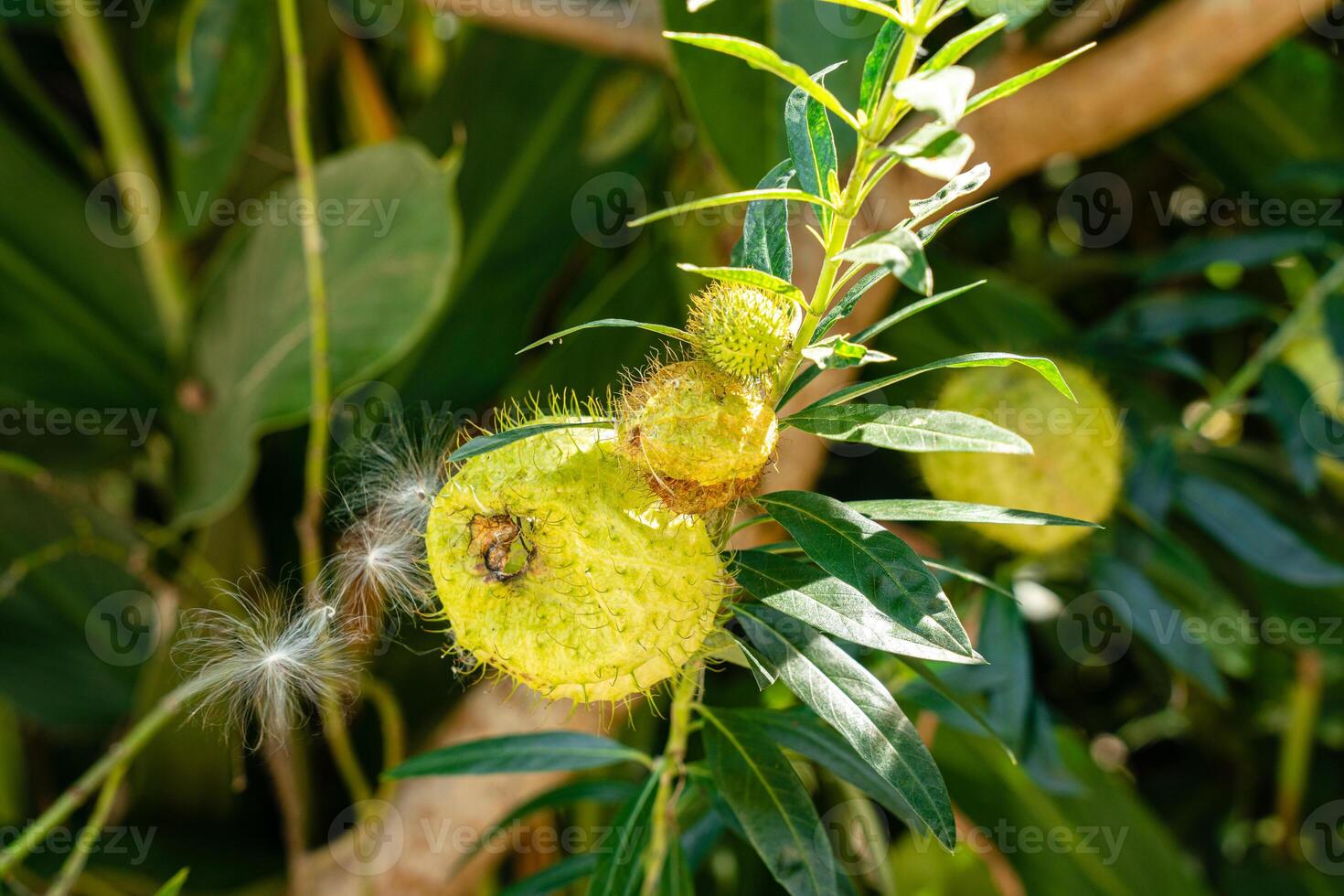 Gomphocarpus physocarpus, commonly known as hairy balls, balloonplant, balloon cotton-bush, bishop's balls, nailhead, or swan plant, is a species of dogbane. photo