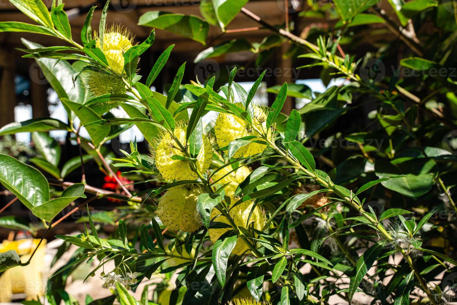 Gomphocarpus physocarpus, commonly known as hairy balls, balloonplant, balloon cotton-bush, bishop's balls, nailhead, or swan plant, is a species of dogbane. photo