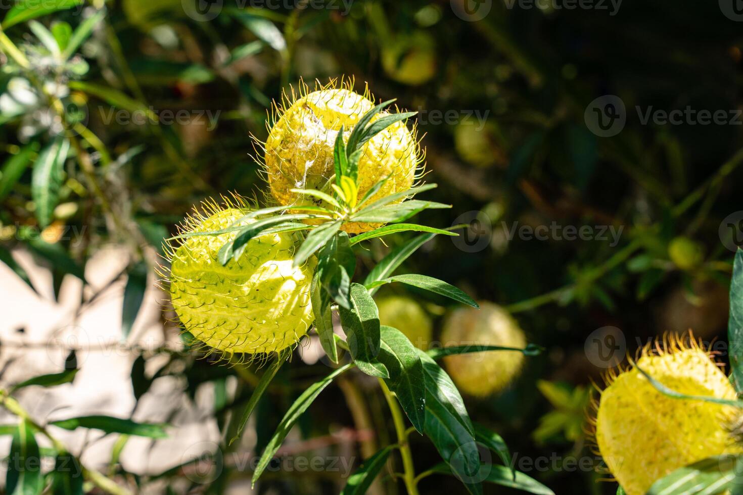 Gomphocarpus physocarpus, commonly known as hairy balls, balloonplant, balloon cotton-bush, bishop's balls, nailhead, or swan plant, is a species of dogbane. photo