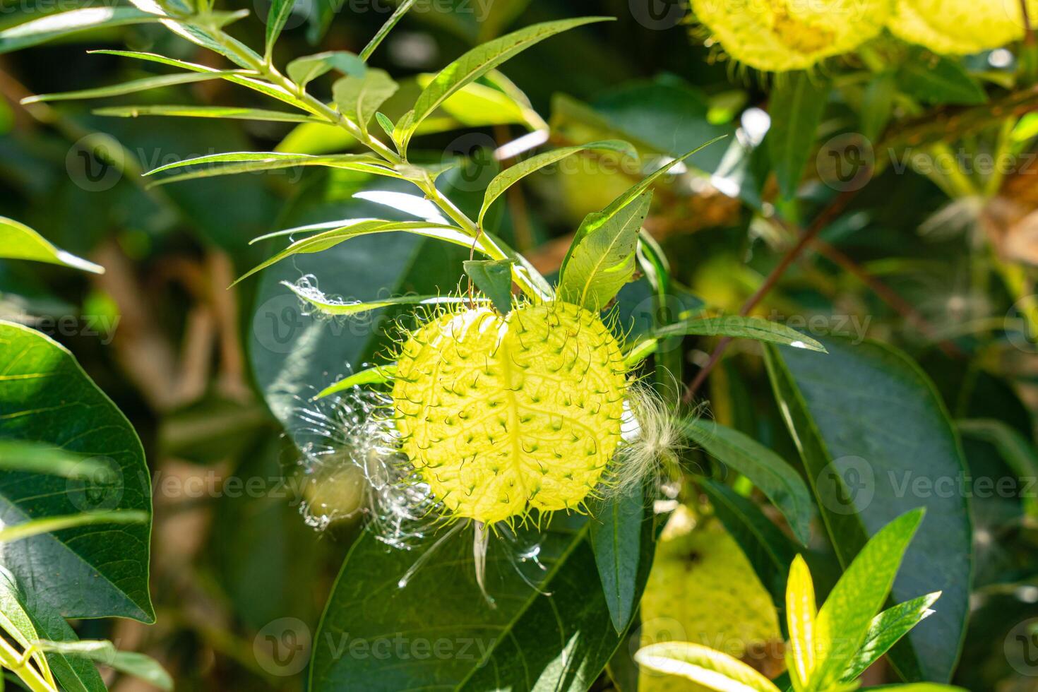 Gomphocarpus physocarpus, commonly known as hairy balls, balloonplant, balloon cotton-bush, bishop's balls, nailhead, or swan plant, is a species of dogbane. photo