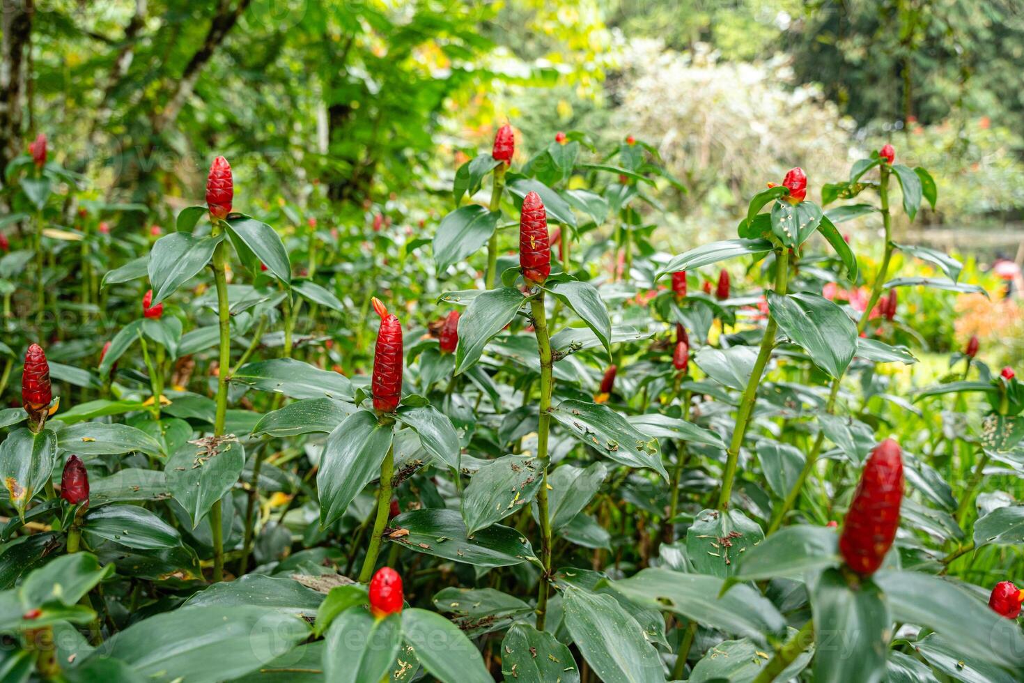 Costus spicatus, also known as spiked spiralflag ginger or Indian head ginger, is a species of herbaceous plant in the Costaceae family photo