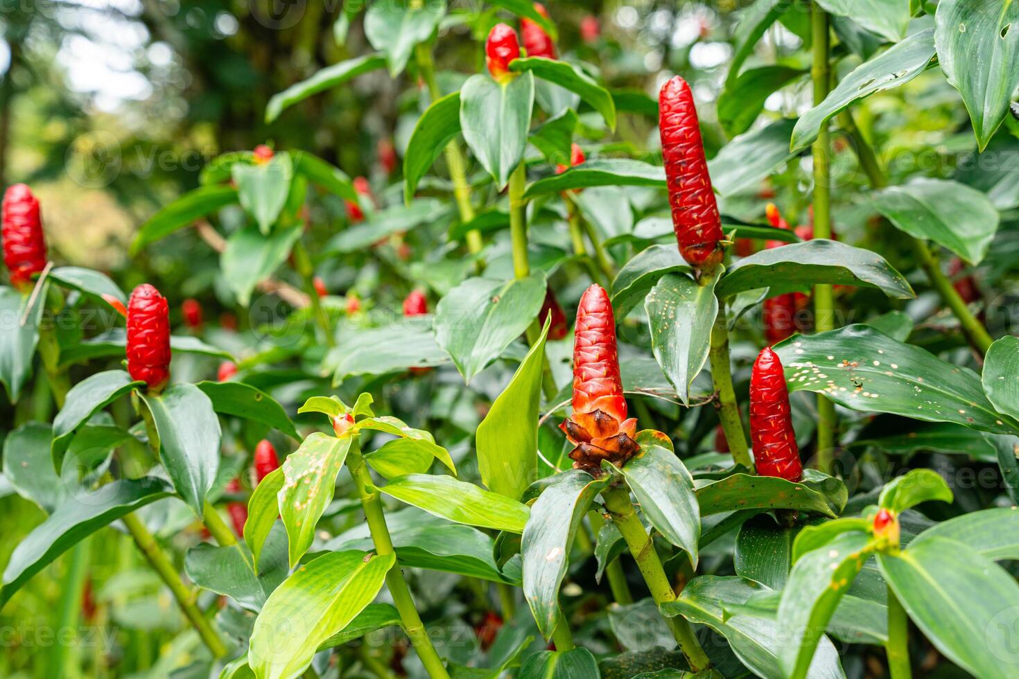 Costus spicatus, also known as spiked spiralflag ginger or Indian head ginger, is a species of herbaceous plant in the Costaceae family photo
