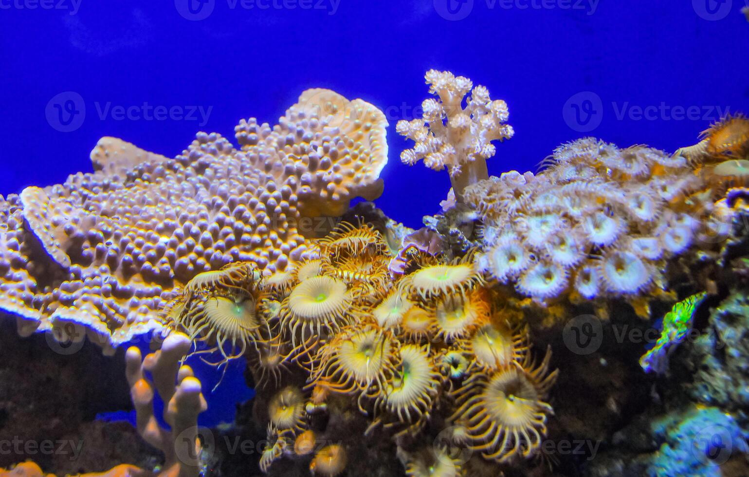 Zoanthids Zoantharia also called Zoanthidea, sea anemones in a marine aquarium photo