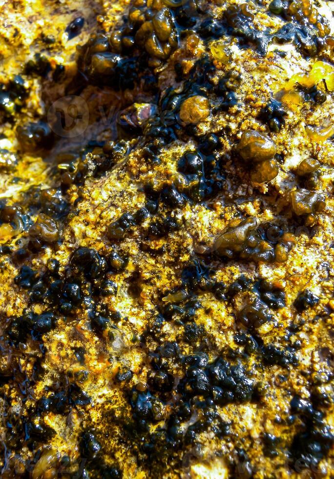 Stone fouling with blue-green, diatoms and green unicellular algae at low tide, Black Sea photo
