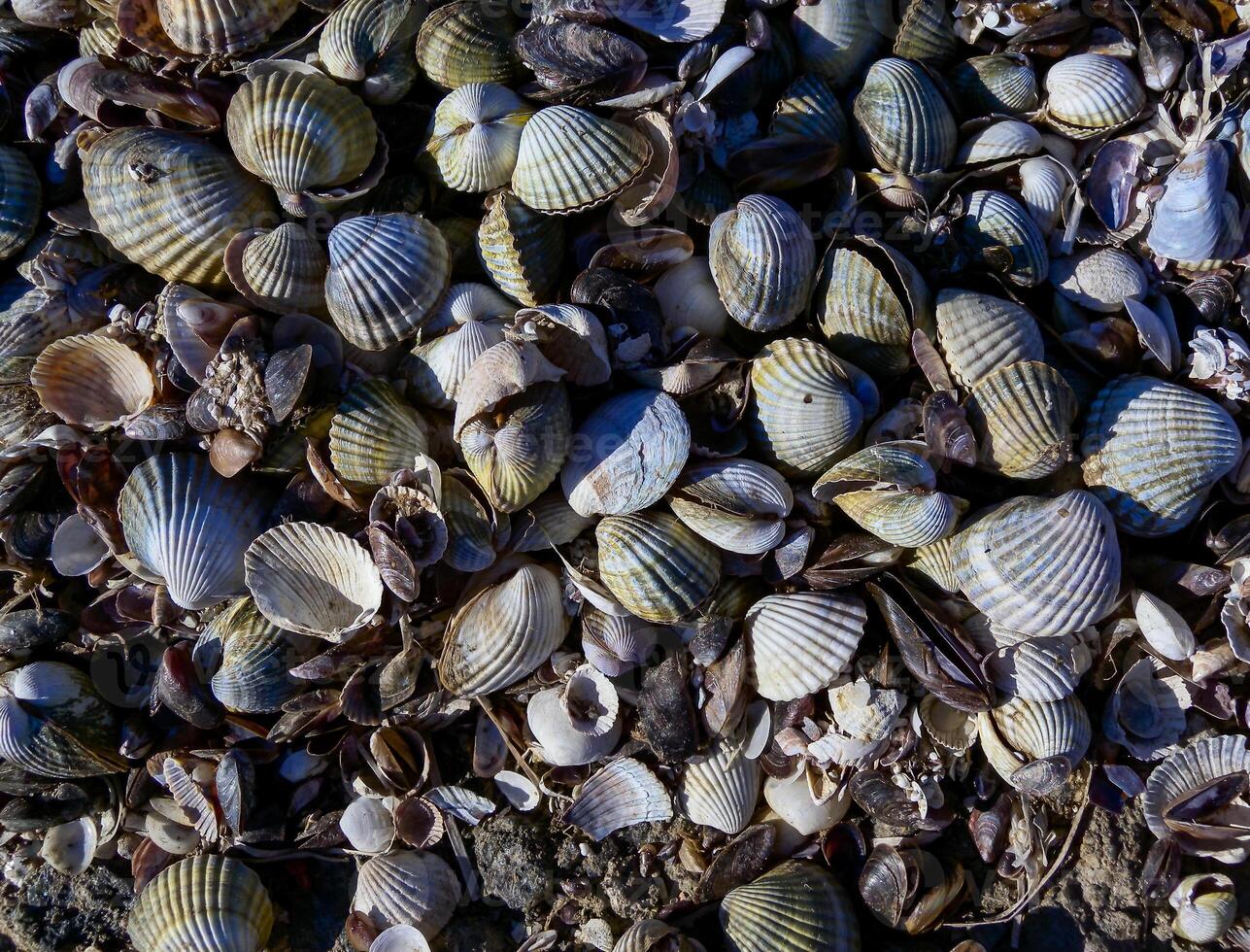 Shells of the bivalve mollusk Cerastoderma, Lentidium in the tidal zone of the coast in the lower reaches of the Tiligul estuary, Ukraine photo