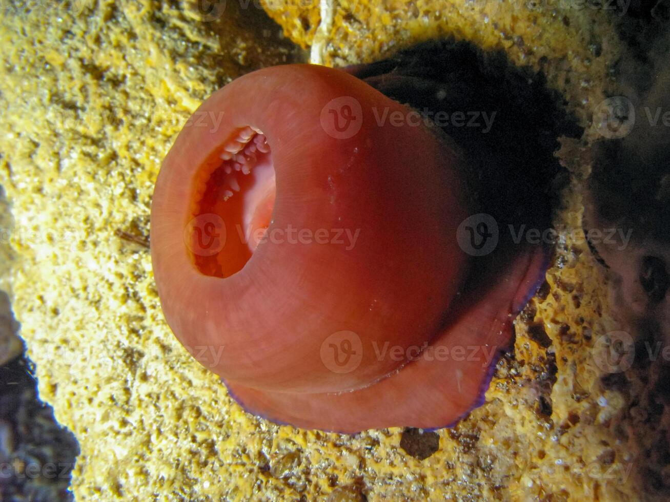 Beadlet anemone Actinia equina, sea anemone at night on the wall of an underwater cave, Black Sea, Crimea photo
