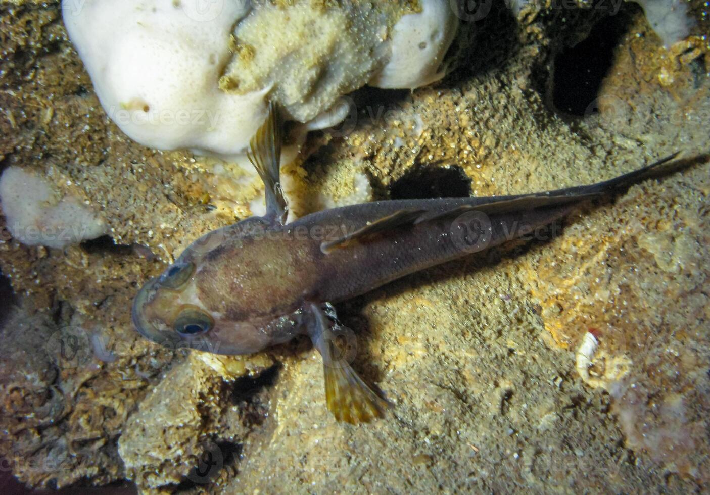 The rock goby Gobius paganellus, black male near nest in underwater cave in western Crimea, Tarkhankut peninsula photo