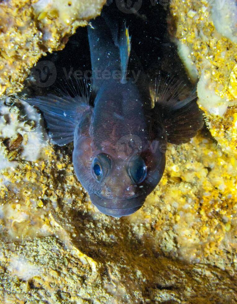 The rock goby Gobius paganellus, black male near nest in underwater cave in western Crimea, Tarkhankut peninsula photo