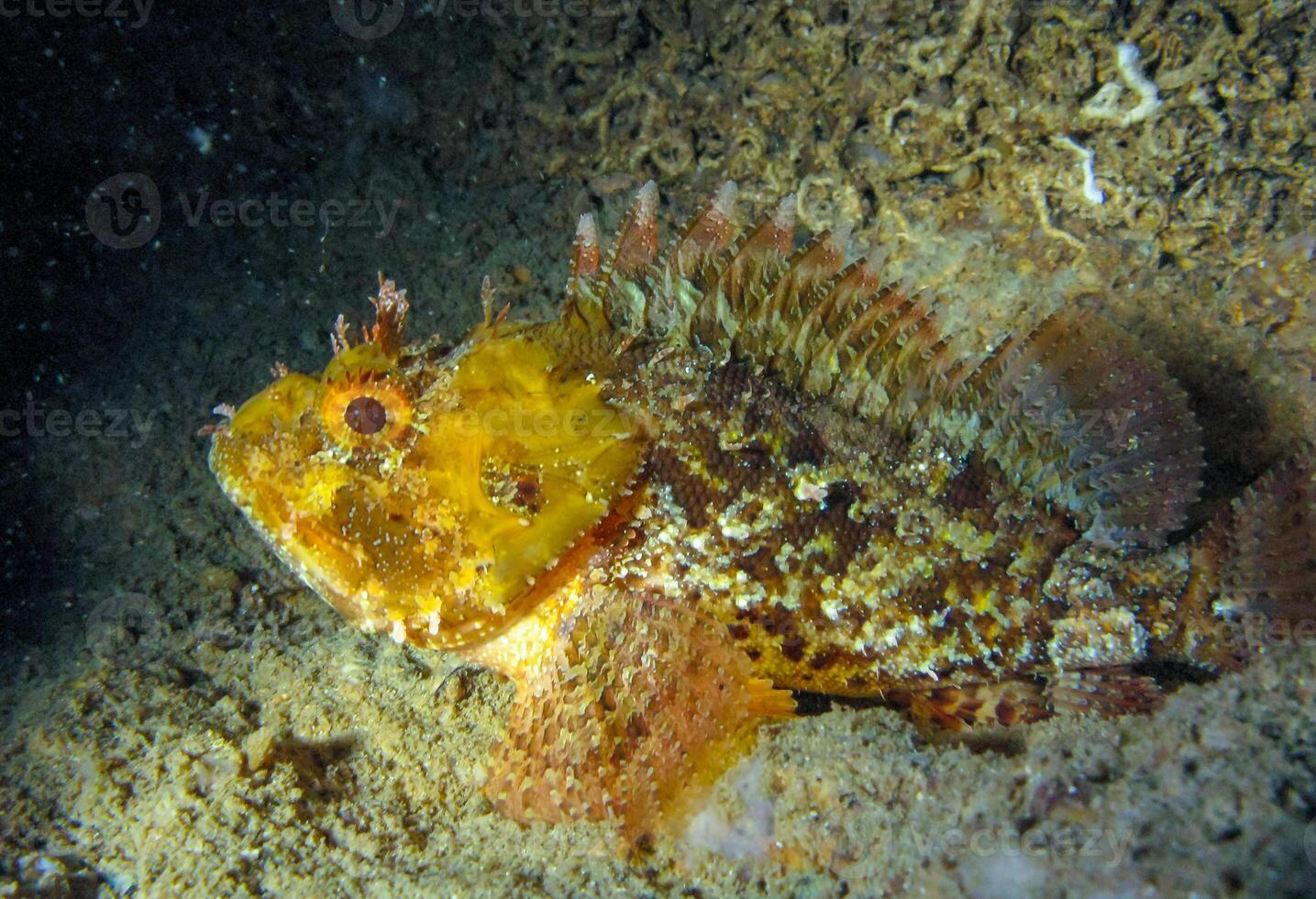 European black scorpionfish Scorpaena porcus, fish resting at night at the bottom in an underwater cave, Black Sea, Crimea photo