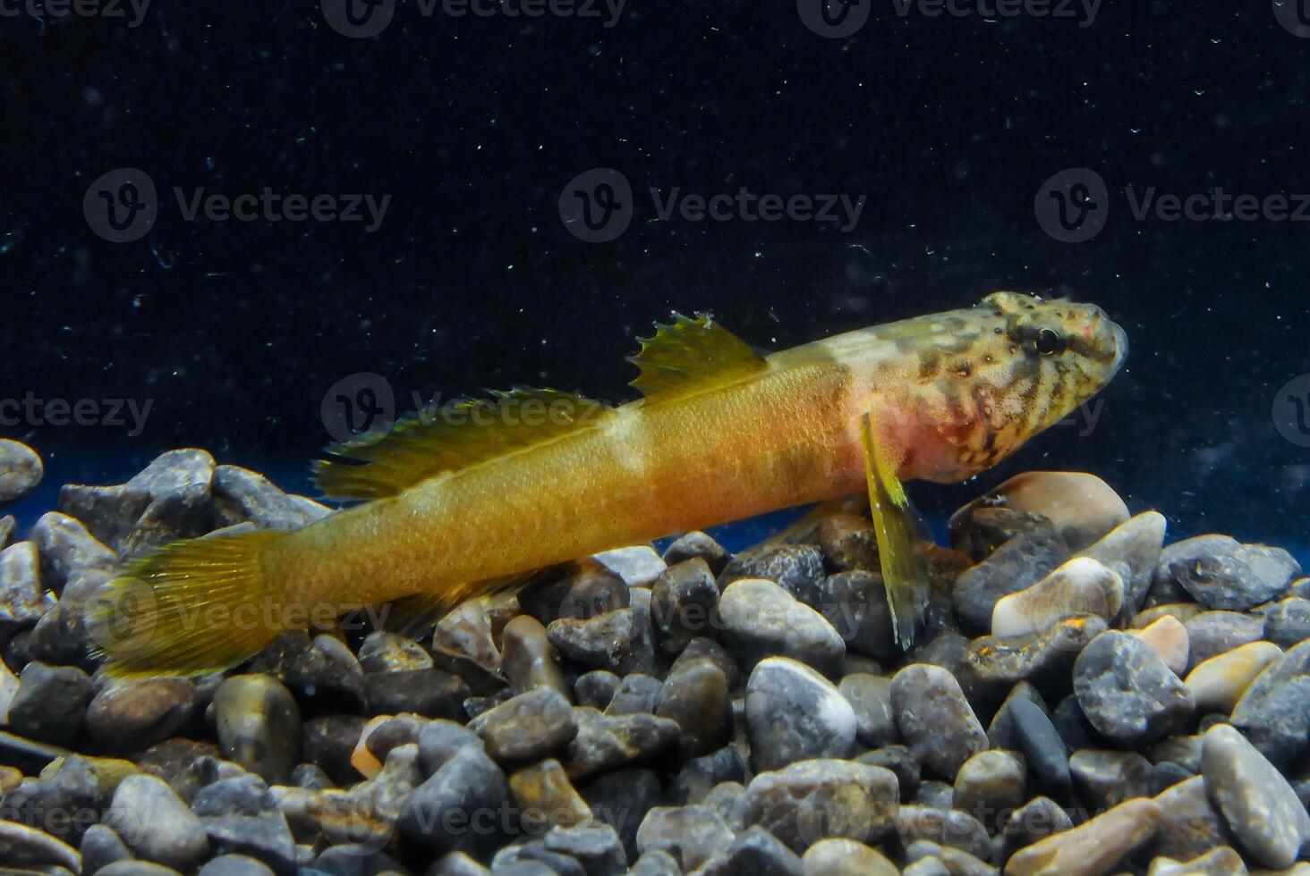 Chestnut goby Chromogobius quadrivittatus -Actinopterygii, Perciformes, Gobiidae- is a species of goby found in the Black Sea photo