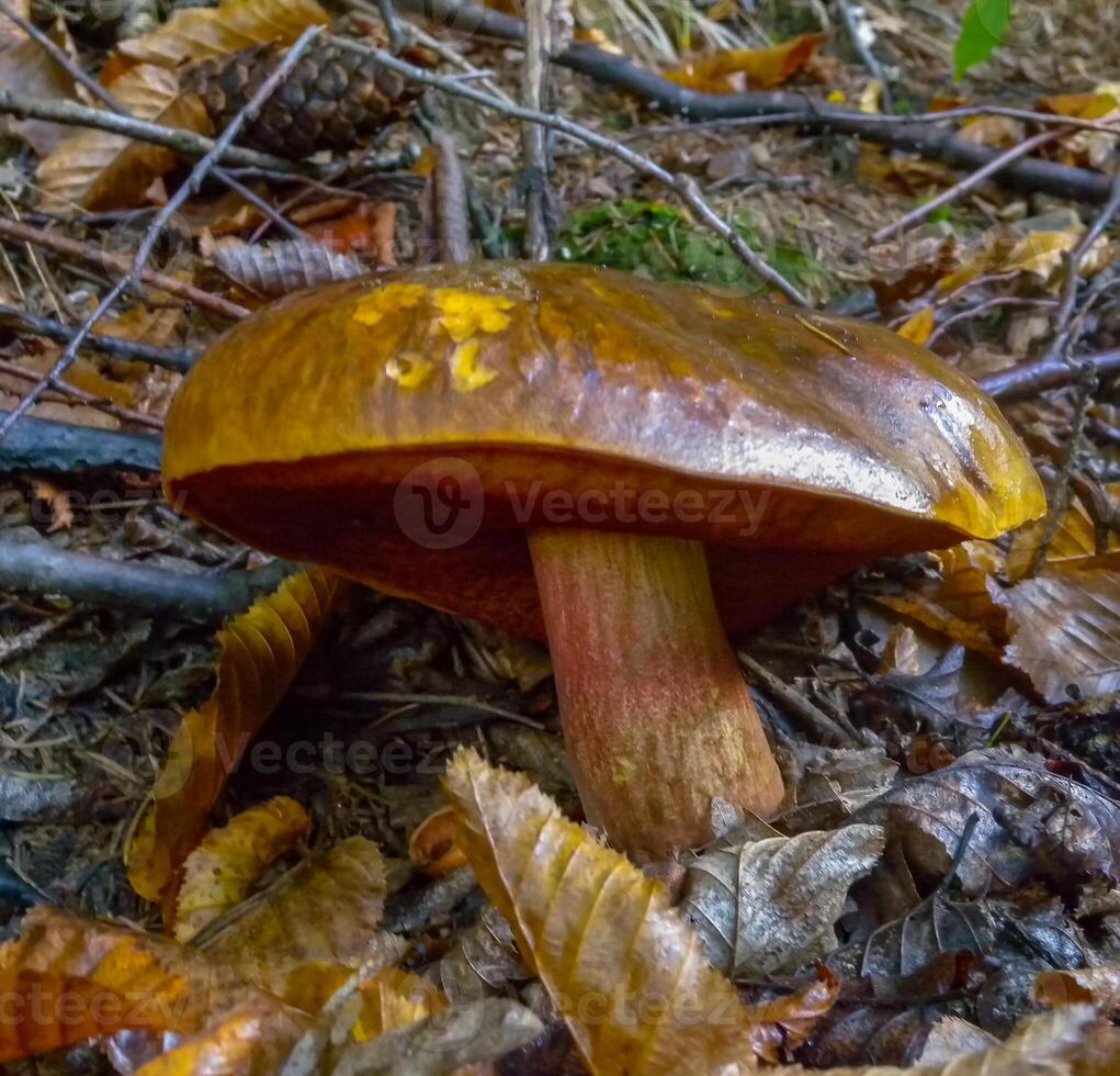 Suillellus luridus, edible mushroom in the forest in Ivano-Frankivsk region, Ukraine photo
